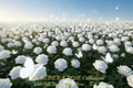 🤍 MAJESTY — The Real Vision | Pristine Field of White Roses & Butterflies | FREE Digital Gift
